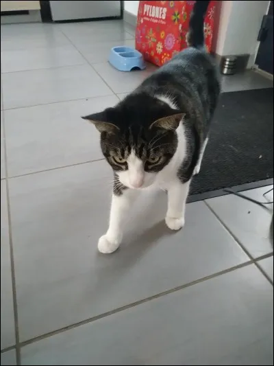 Quel est ton animal préféré ?