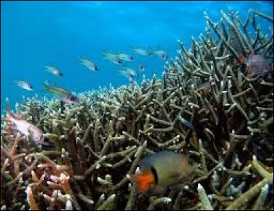 Définition du dictionnaire : relatif au fond des eaux. Cet adjectif s'orthographie ...