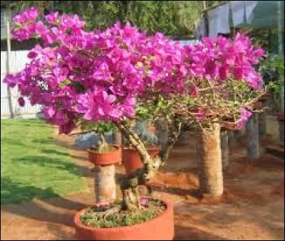 Comment orthographie-t-on le nom de cet arbuste ?