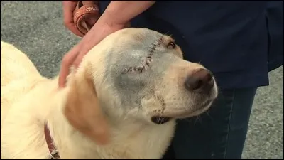 Cette image te fait-elle de la peine ?