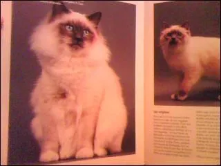 Comment s'appelle la race de chat sur l'image ?