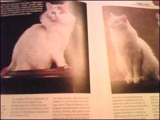 Comment s'appelle la race de chat sur l'image ?