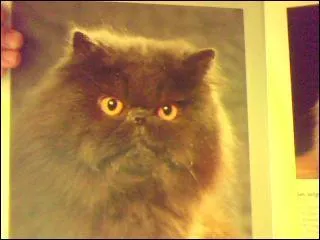 Comment s'appelle la race de chat sur l'image ?