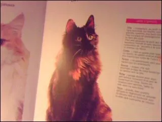 Comment s'appelle la race de chat sur l'image ?