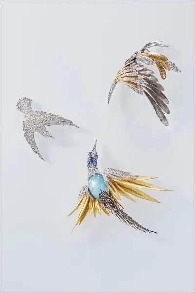 Quel oiseau pond le plus gros oeuf, proportionnellement à sa taille ?