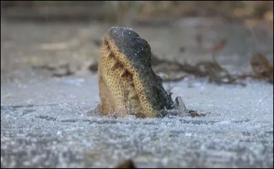 Quel synonyme d'hibernation ne concerne que les animaux à sang froid ?