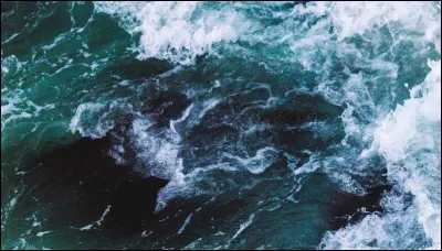 Quel est le plus grand invertébré marin connu ?