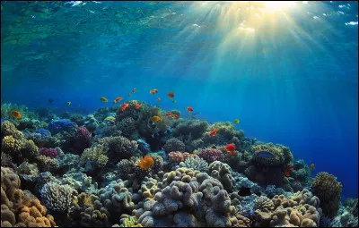 Dans quel océan se trouve la mer des Sargasses ?