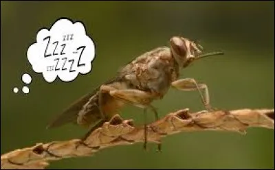 Quel est le nom de la mouche qui véhicule la maladie du sommeil ?