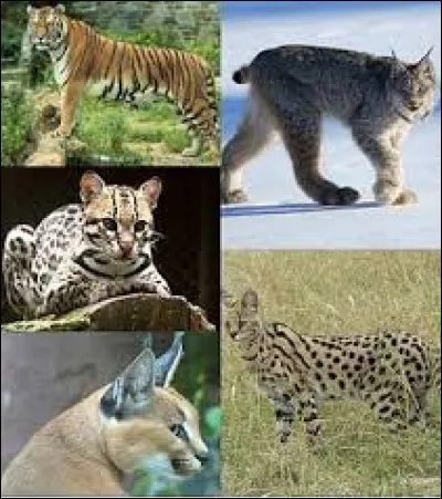 À quelle famille de mammifères appartiennent le chat, le lynx ou le tigre ?