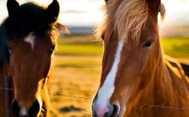 Quiz Animaux