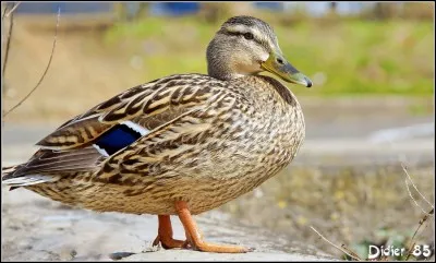 Cette... est coincée.