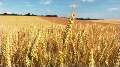 Regardez... beau... de blé.