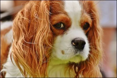 Il est le plus mignon des petits chiens. D'après zenmonchien.com, ''Il fera un compagnon parfait de vos enfants dans le cas ou vous avez une petite maison ou peu de temps pour aller vous promener''. C'est donc un chien familial par excellence.
Quel est cette race au ''caractère doux et gentil, sa petite taille et sa docilité en font un chien de compagnie fortement apprécié'' dixit canalvie.com