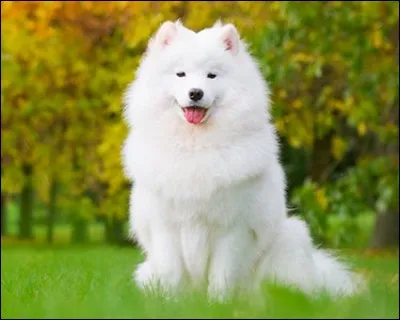 C'est un beau chien d'un blanc éclatant, aux oreilles droites. Il donne l'impression de sourire et d'être une grosse peluche. Ma Mitsou était un brin indépendante, mais elle est venue coucher avec moi pour la première fois la veille de l'opération qui l'emportât.
Nommez la race de ce chien qui déteste les canicules.