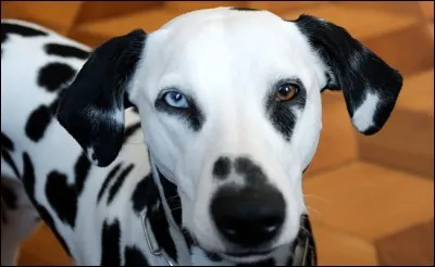 Ce chien, que Walt Disney a rendu populaire, possède un fort caractère qui ne le rend pas toujours facile à éduquer. Il a de beaux yeux ronds et expressifs. Nommez ce célèbre chien blanc, musclé et athlétique, reconnaissable à ses taches noires.