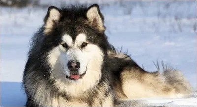 C'est un chien massif et il ressemble un peu au huskie ou à un loup. La clé de son éducation est une socialisation précoce et l'apprentissage respectueux de l'obéissance. Une fois ses limites apprises, vous êtes amis pour la vie.
Nommez ce chien dont la fourrure le tient à l'abri de l'eau et du froid.