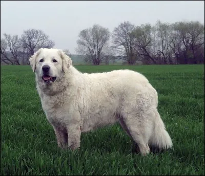 Ce grand chien blanc de descendance hongroise, est massif (plus de 50 kg) mais demeure un chien doux, loyal et ''fearless''. Les éleveurs considèrent que son plus bel atout est sa belle tête noble et proportionnée.
Nommez ce chien qui ressemble au chien de montagne des Pyrénées.