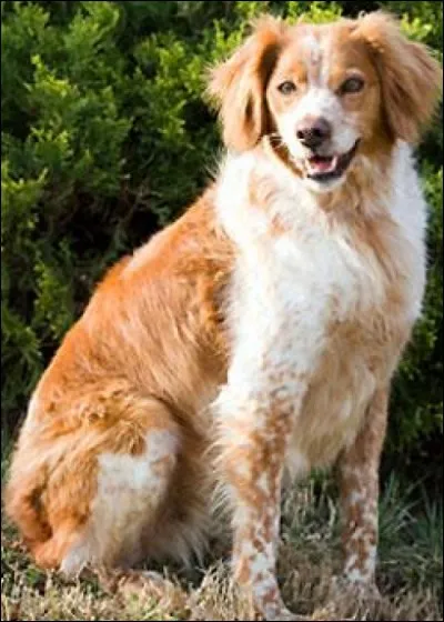 Il s'agit d'un remarquable chien de compagnie. Il est doux, affectueux et très obéissant. ''Désireux de plaire, il est facile à éduquer et il apprend rapidement''.(canalvie.com) Il apprécie les renforcements positifs et faire plein d'exercices en plein air.
Nommez ce beau chien dont la couleur peut être soit ''blanc et orange, blanc et noir ou blanc et marron, avec des taches feu''.