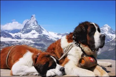 Il est facilement reconnaissable surtout avec son petit baril. Ses oreilles sont tombantes et ses yeux ont l'air tristes. Il a un peu tendance à baver. Instinctivement, il est gentil.
Nommez cette race qui aime plaire, ce qui facilite son dressage.