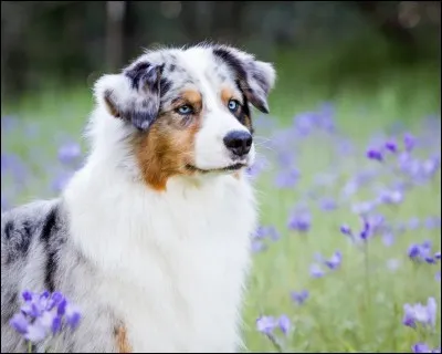 Ce chien d'origine basque a été développé dans l'ouest américain à garder des moutons : super intelligent, il aime bien accomplir des tâches qui le mettent en valeur. C'est un grand sportif. Il a besoin de beaucoup d'activité physique pour être heureux.
Nommez cette race qui est parfaite pour les ''promenades en vélo, séances de frisbee, canicross, etc.''.
S.v.p. protégez les animaux : merci !