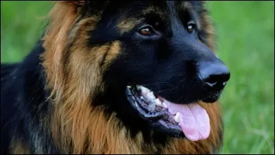 Le fameux ''Yahou Rintintin'', le chien et son ami Rusty m'ont certainement encouragé à en adopter plusieurs. Ils sont fidèles et loyaux. Je les aime sociaux comme celui de la photo, il faut donc les faire jouer avec d'autres. Il faut surveiller pour la dysplasie de la hanche, le défaut de la race.
Trouvez ce chien ''doué d'une rare combinaison d'intelligence, d'agilité, de force et de courage''.