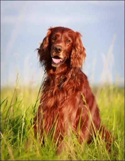 Chien sportif, enjoué et affectueux, il est plein d'entrain et il a besoin d'espace pour l'exercice au quotidien, ce qui aide à le calmer. Il a de belles oreilles pendantes garnies de franges soyeuses.
Trouvez cette race qui bénéficie d'un apprentissage ferme, doux et respectueux.