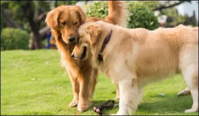 La mienne était toujours désireuse de plaire, une soie pour les enfants et les autres chiens avec lesquels elle était enjouée et affectueuse. Elle était obéissante et elle utilisait les transports publics (bus, avion). Elle était tellement docile qu'on pouvait faire du canot en sa compagnie sans avoir peur de verser.
De quelle race était ma fidèle amie, un peu plus pâle que les deux de la photo ?