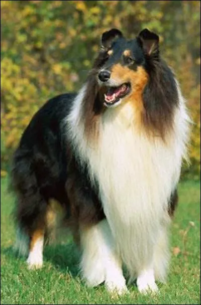 Il était hors de question que je vous en propose un qui ressemble à Lassie. Remarquez qu'il porte quand même des ''marques blanches sur le collier, le plastron, les pattes et la pointe de la queue''. C'est un chien très doux, attaché à son maître, qu'il faut élever avec respect.
Nommez cette race qui est parmi les plus populaires.