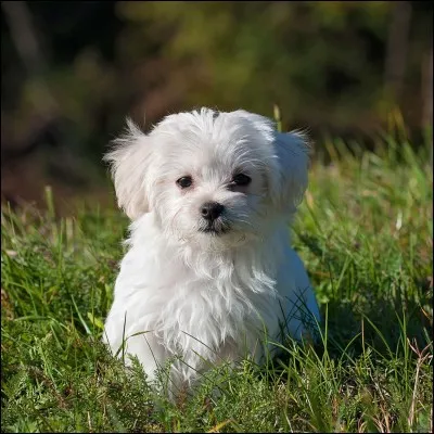 Il séduit par sa petite bouille aux yeux foncés, ronds et petits mais il est bon de savoir que cette boule de poils blancs a aussi bien du tempérament.
Quel est le nom de cette race de chiens vifs et intelligents ?