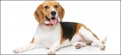 Ils sont sympathiques, curieux et joyeux, selon l'American Kennel Club (AKC). ''Ils ont été élevés pour chasser en meute, ils apprécient donc la compagnie et sont généralement faciles à vivre.(AKC)"
Quelle est cette race aux longues oreilles avec un jappement bien particulier ?