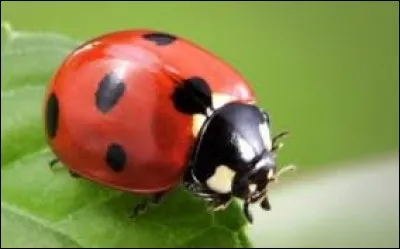 Ce bel insecte volant est une...