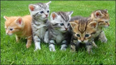 Tu as été nommé apprenti avant tous tes frères et sœurs ! Tu...