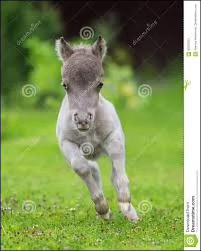 Ceci est un poney.