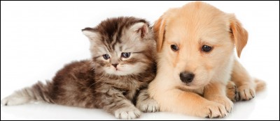 Chats et chiens ne s'entendent pas.