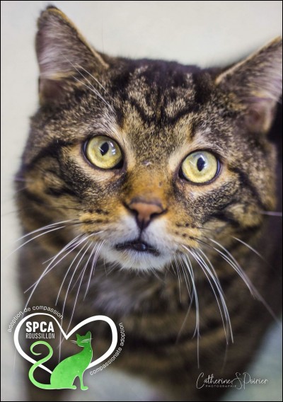 Le chat aime-t-il le ''chavon'' ?