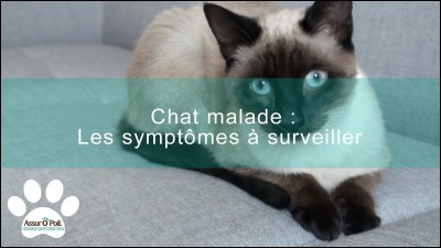 Quels sont les symptômes quand le chat ne va pas bien ?