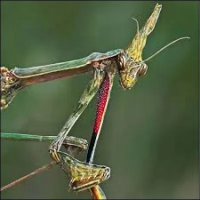 La nature produit des créatures dignes de films d'horreur, alors sur quelle case allez-vous cliquer si je vous dis : Nostromo ?