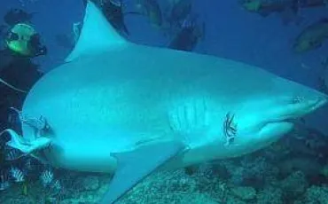 Quiz Requins