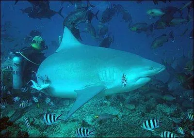 Quel est le nom de cette espèce de requin  ?