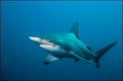 Quel est le nom de cette espce de requin  ?