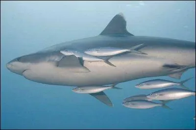 Quel est le nom de cette espce de requin  ?