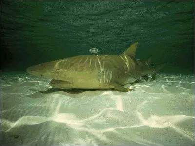 Quel est le nom de cette espce de requin  ?