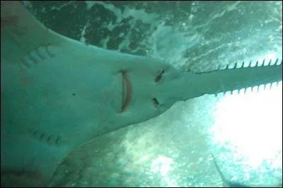 Quel est le nom de cette espce de requin  ?