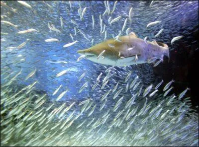 Quel est le nom de cette espce de requin  ?