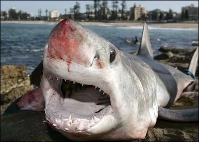 Quel est le nom de cette espce de requin  ?