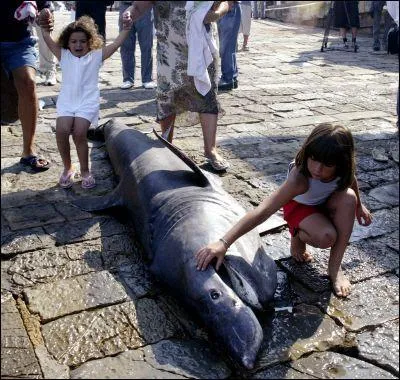 Quel est le nom de cette espce de requin  ?