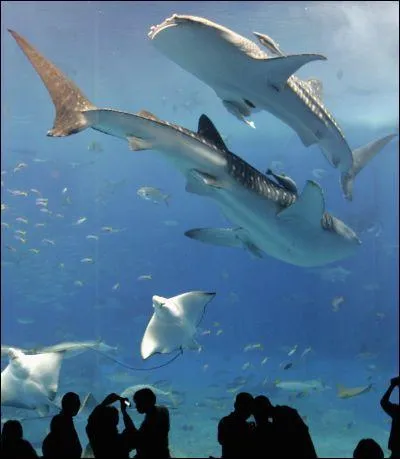 Quel est le nom de cette espce de requin  ?