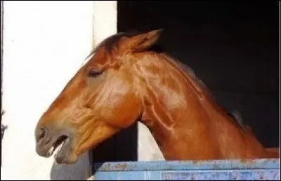 Quand les chevaux plaquent leurs oreilles en arrière, ça veut dire que/qu' [...].