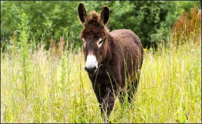 Comment se nomme l'âne dans "Les malheurs de Sophie" ?
